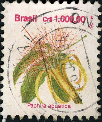 Brasil - 1992 - Flora - Pachira aquatica - Cr1000.00