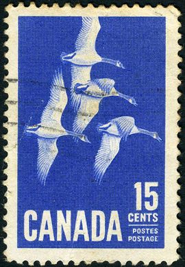 Canada - 1963 - Gansos do Canada - 15C