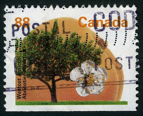 Canada - 1992 - Arvores de Fruto - Westcot Apricot - 88C