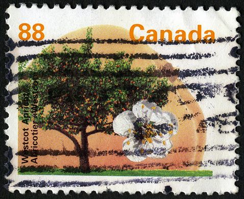 Canada - 1992 - Arvores de Fruto - Westcot Apricot - 88C