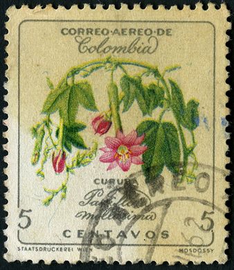 Colombia - 1960 - Curuba Passiflora - 5C