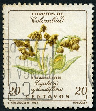 Colombia - 1960 - Frailejon Espeletia - 20C