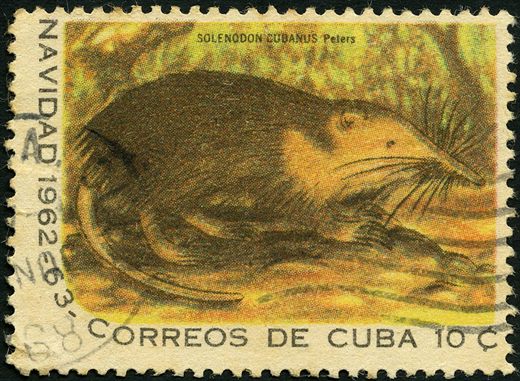 Cuba - 1962 - Natal Solenodon Cubanus - 10C