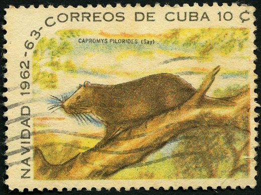 Cuba - 1962 - Natal Capromys Pilorides - 10C