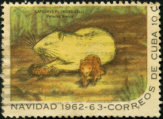 Cuba - 1962 - Natal Capromys Pilorides Variedade Branca - 10C