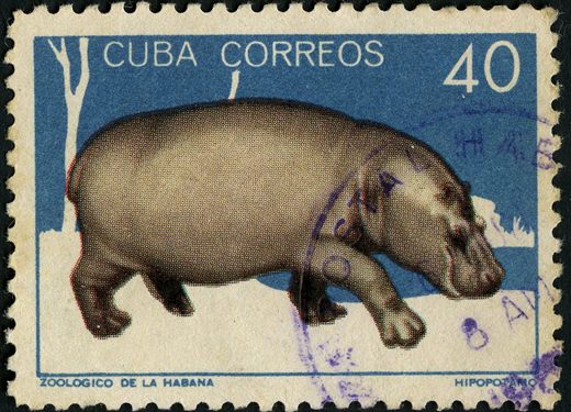 Cuba - 1964 - Zoologico da Havana Hipopotamo - 40C