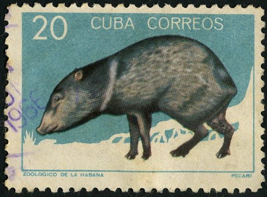 Cuba - 1964 - Zoologico da Havana Pecari - 20C
