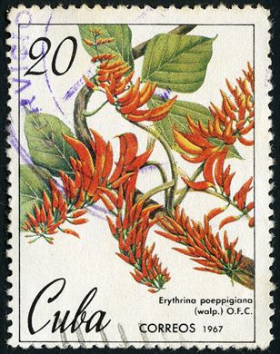 Cuba - 1965 - Frutas Psidium Guajaba - 20C