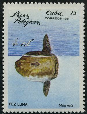 Cuba - 1981 - Peixes Pelagicos Mola mola - 13C