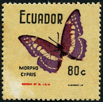 Equador - 1961 - Morpho Cypris - 80C