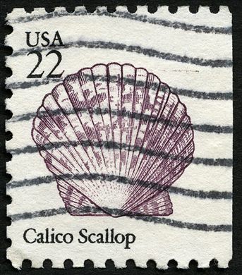 Estados Unidos da America - 1985 - Seashells Calico Scallop - 22C