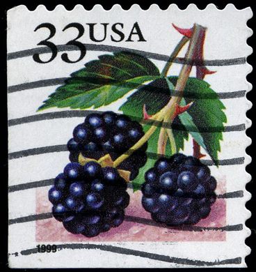 Estados Unidos da America - 1999 - Fruit Berries Blackberries - 33C