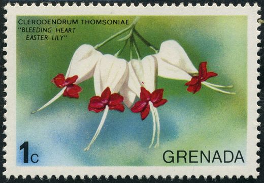 Granada - 1975 - Flores Clerodendrum Thomsoniae - 1C