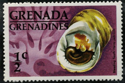 Granadinas de Granada - 1976 - Conchas - Bleeding Tooth - 0.5C
