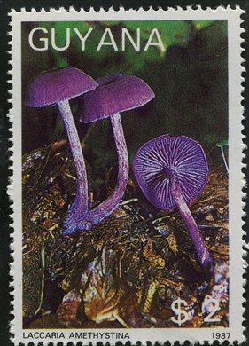 Guiana - 1987 - Cogumelos - Amanita Muscaria - 2D