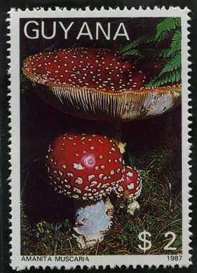 Guiana - 1987 - Cogumelos - Pholiota Aurivella - 2D