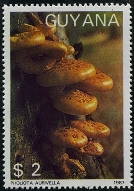 Guiana - 1991 - Cogumelos - Cortinarius Callisteus - 190D