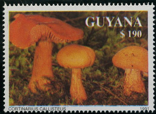 Guiana - 1991 - Cogumelos - Cortinarius Glaucopus - 50D