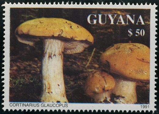 Guiana - 1991 - Cogumelos - Russula Nigricans - 7.65D