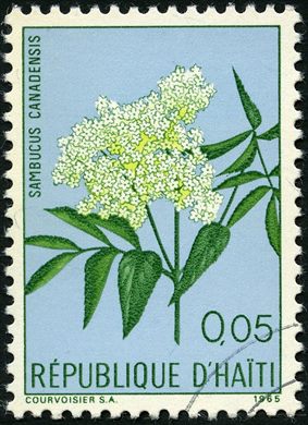 Haiti - 1965 - Flores - Sambucus Canadensis - 0.05G