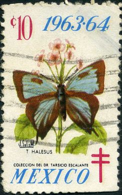 Mexico - 1963 - Vinheta Antituberculose T halesus - 10C