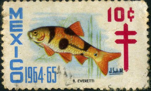 Mexico - 1964 - Vinheta Antituberculose B everetti - 10C