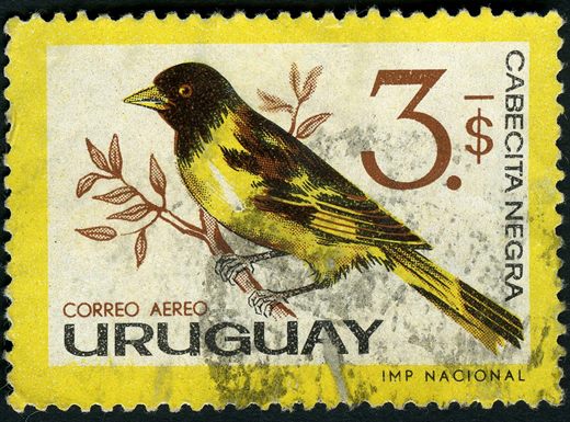 Uruguai - Sem Data - Correio Aereo Aves Cabecita Negra - 3P