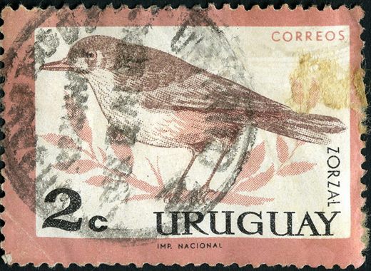 Uruguai - Sem Data - Etiqueta Registo Postal Montevideo - Sem Valor