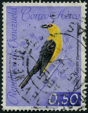 Venezuela - 1962 - Aves Aereo Tordo Maicero Gymnomystax mexicanus - 0.50Bs