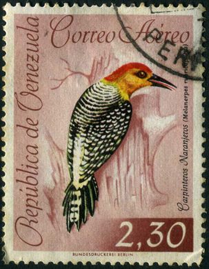 Venezuela - 1962 - Aves Aereo Carpinteros Naranjeros Melanerpes rubricapillus - 2.30Bs