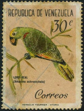 Venezuela - 1962 - Fauna Venezolana Aves - Loro Real Amazona ochrocephala - 30C