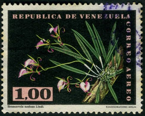 Venezuela - 1962 - Orquideas - Brassavola nodosa - 1Bs