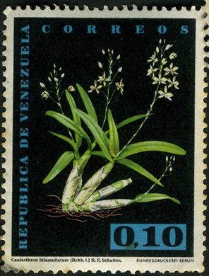 Venezuela - 1962 - Orquideas - Caularthron bilamellatum - 0.10Bs