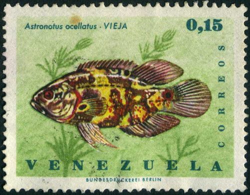 Venezuela - 1966 - Peixes Vieja Astronotus ocellatus - 0.15Bs