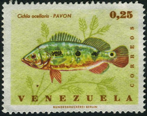 Venezuela - 1966 - Peixes Pavon Cichla ocellaris - 0.25Bs