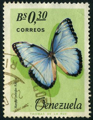 Venezuela - 1966 - Borboletas Morpho peleides Koll macho - 0.30Bs