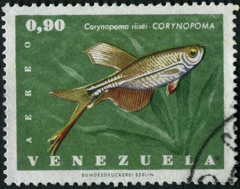 Venezuela - 1966 - Peces - Corynopoma riisei - 0.90Bs