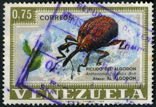 Venezuela - 1968 - Pragas Agricolas Picudo del Algodon Anthonomus grandis - 0.75Bs