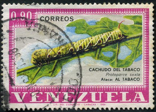 Venezuela - 1968 - Pragas Agricolas Cachudo del Tabaco Protoparce sexta - 0.90Bs