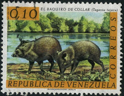 Venezuela - 1969 - Fauna Baquiro de Collar Tagassu tajacu - 0.10Bs
