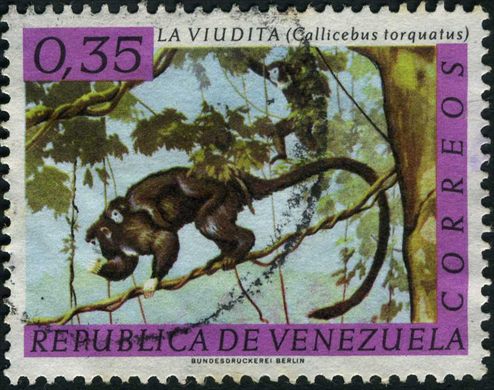Venezuela - 1969 - Fauna La Viudita Callicebus torquatus - 0.35Bs