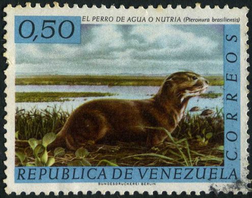 Venezuela - 1969 - Fauna Perro de Agua o Nutria Pteronura brasiliensis - 0.50Bs