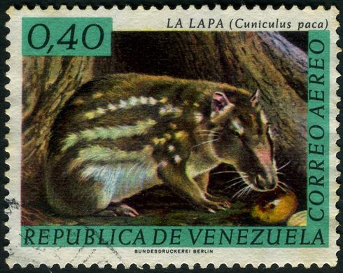 Venezuela - 1969 - Fauna Aereo La Lapa Cuniculus paca - 0.40Bs