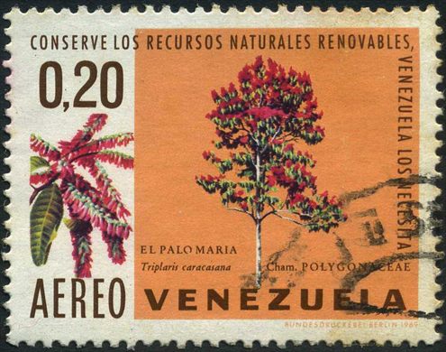 Venezuela - 1969 - Conserve los Recursos Naturales Renovables - Arboles - Palo Maria Triplaris caracasana - 0.20Bs Aereo