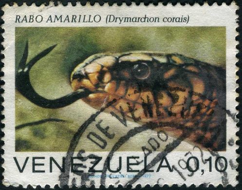 Venezuela - 1972 - Serpentes de Venezuela - Rabo Amarillo Drymarchon corais - 0.10Bs