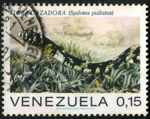Venezuela - 1972 - Serpentes de Venezuela - Tigra Cazadora Spilotes pullatus - 0.15Bs