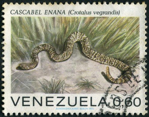 Venezuela - 1972 - Serpentes de Venezuela - Cascabel Enana Crotalus vegrandis - 0.60Bs