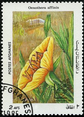 Afeganistao - 1985 - Flora Argentina 85 - 2Af