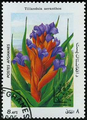 Afeganistao - 1985 - Flora Argentina 85 - 8Af