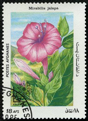 Afeganistao - 1985 - Flora Argentina 85 - 18Af